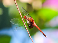 Erythrodiplax fervida