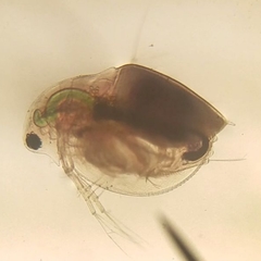 Daphnia pulex