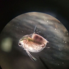 Daphnia pulex