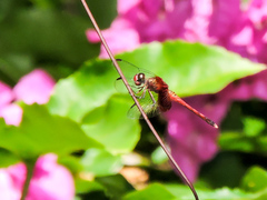 Erythrodiplax fervida