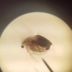 Daphnia pulex