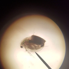 Daphnia pulex