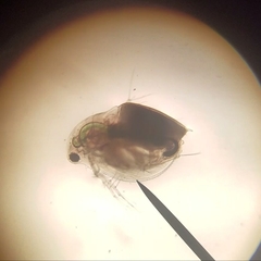 Daphnia pulex