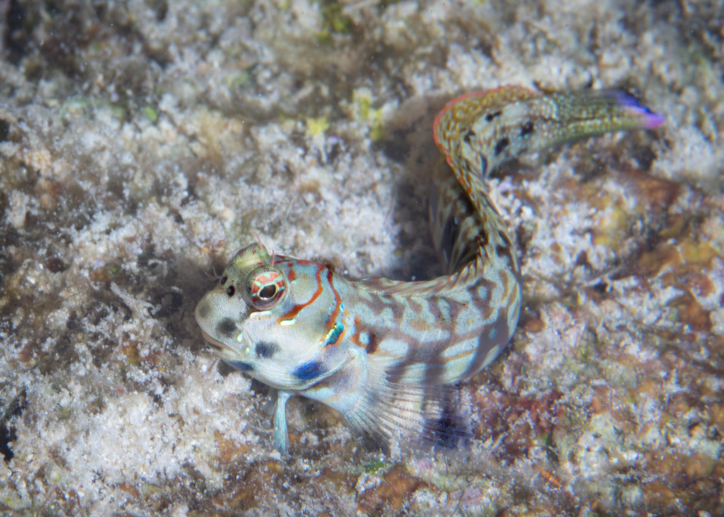Dashed-Line Blenny