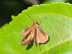 Synapte pecta