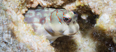 Dashed-Line Blenny photo 3