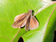 Synapte pecta