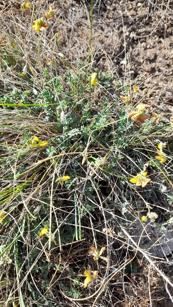 Hippocrepis nevadensis