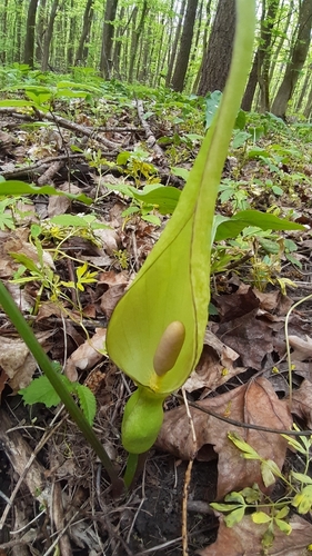 Arum besserianum Schott