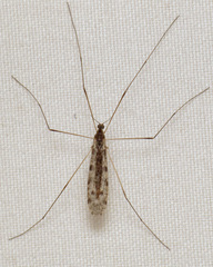 Rhipidia maculata