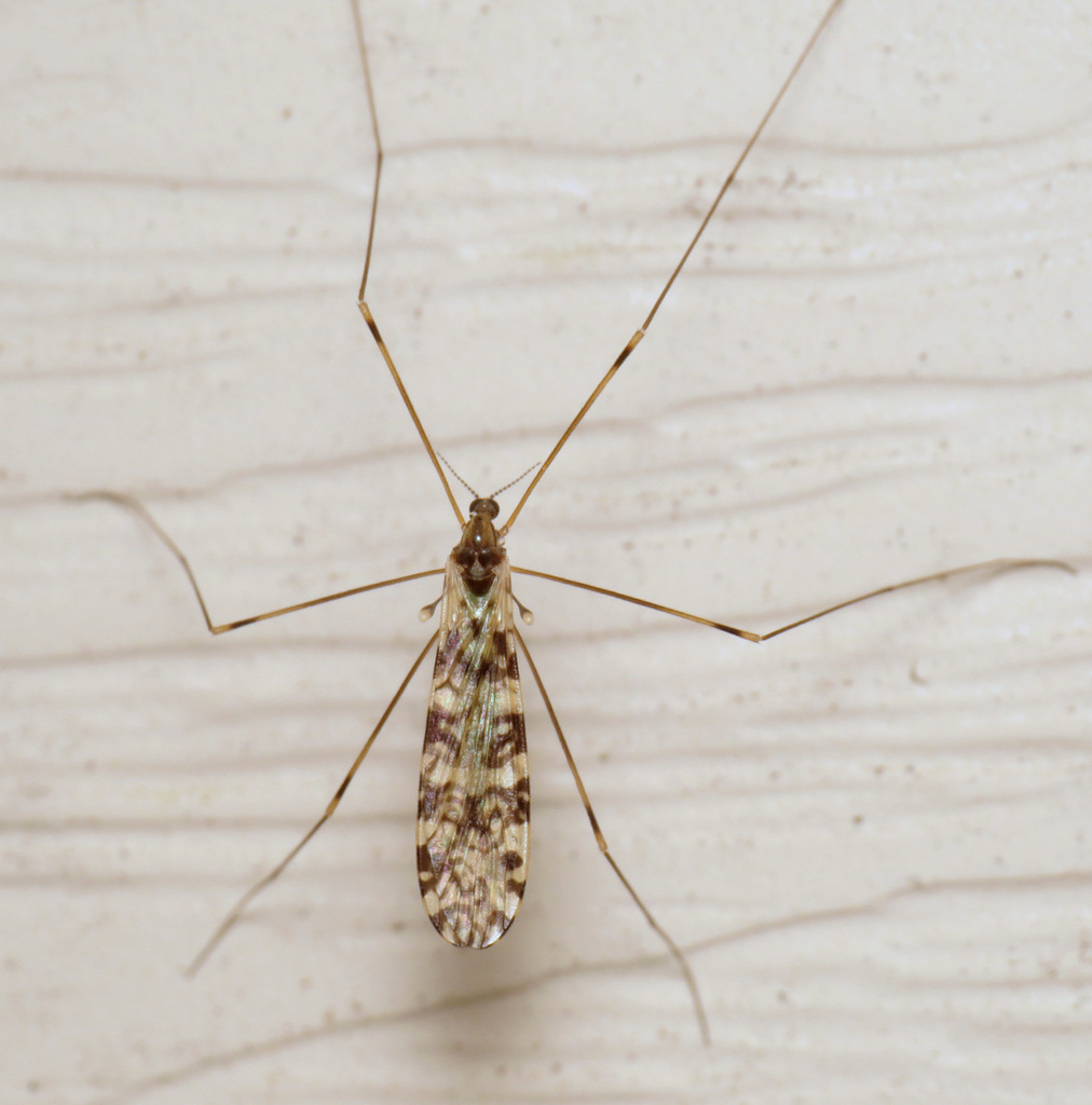 Discobola annulata