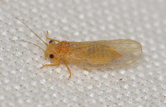 Cacopsylla annulata