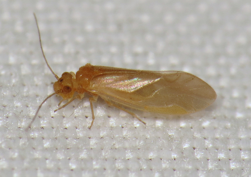 Valenzuela pinicola