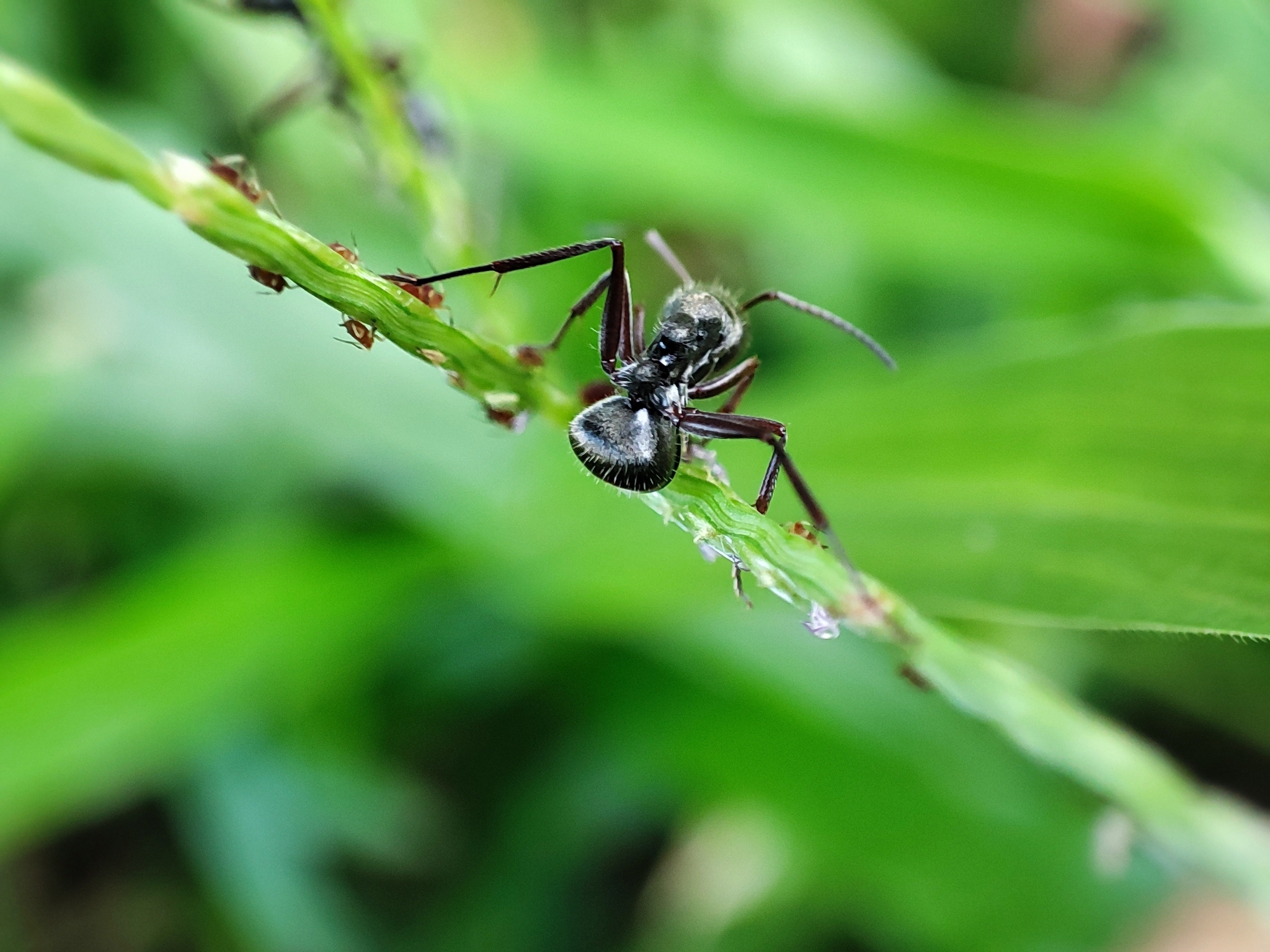 Camponotus sericeus peguensis