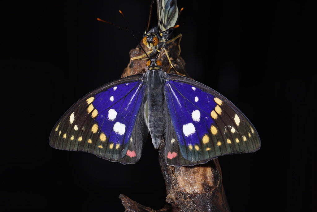 Great Purple Emperor