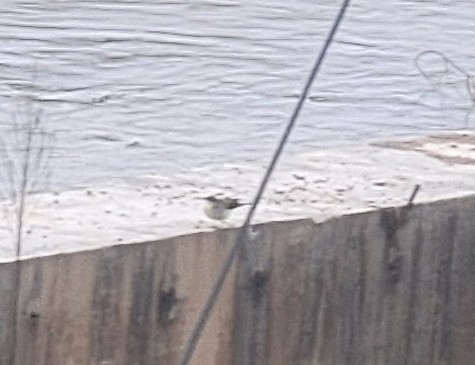 Grey Wagtail