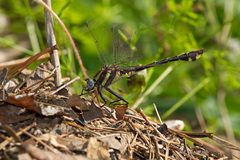 Gomphurus ozarkensis