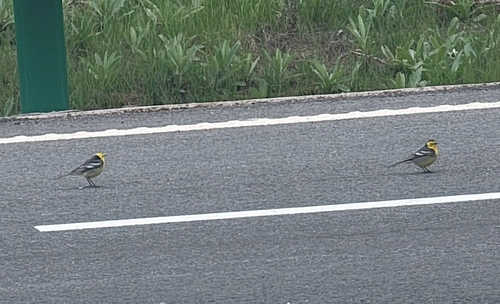 Citrine Wagtail