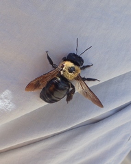 Xylocopa virginica texana