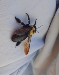 Xylocopa virginica texana