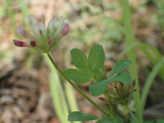 Trifolium pinetorum
