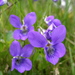 Viola riviniana - Photo (c) Ulrika, μερικά δικαιώματα διατηρούνται (CC BY)
