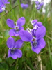 Common Dog-Violet - Photo (c) Ulrika, some rights reserved (CC BY)