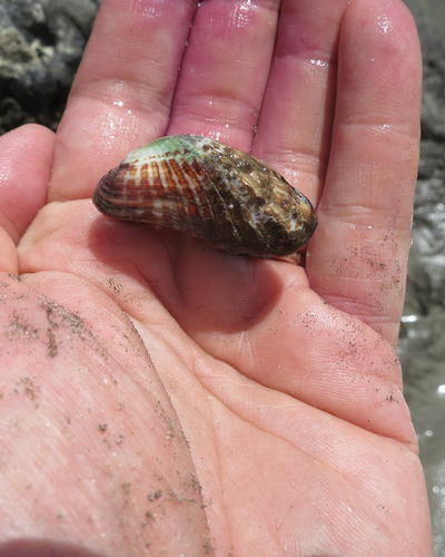Similar Cardita Shell