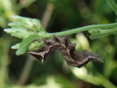 Condica albigera