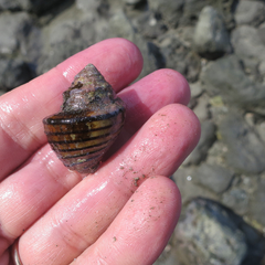 Opeatostoma pseudodon