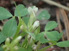 Trifolium pinetorum