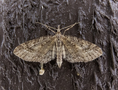 Eupithecia longipalpata