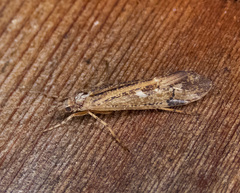 Limnephilus nogus