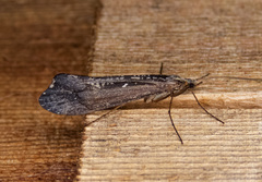 Glyphopsyche irrorata
