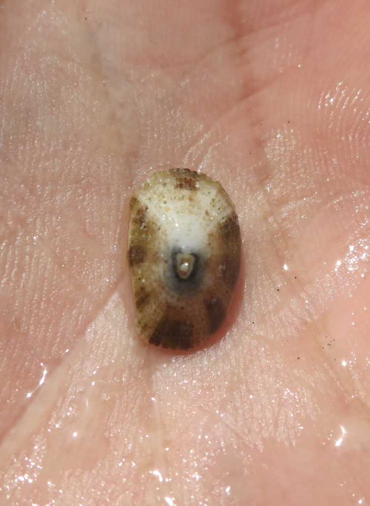 Diodora digueti