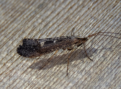 Glyphopsyche irrorata
