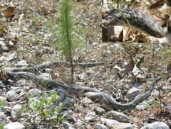 Coluber constrictor anthicus