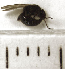 Eupsenella insulana