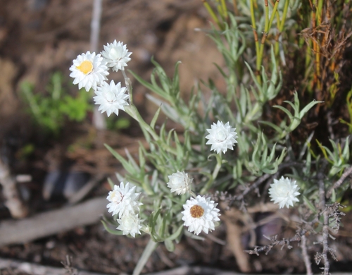 Image of Achyranthemum paniculatum by (c) kevin koen, some rights reserved (CC BY-SA)
