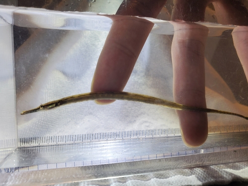 Manado pipefish (Microphis manadensis) — Syngnathidae — 5