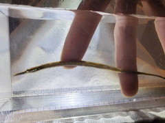 Manado Pipefish photo 4