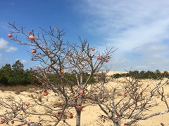 Diospyros virginiana