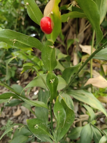 Ruscus hypophyllum (Ruscus hypophyllum)