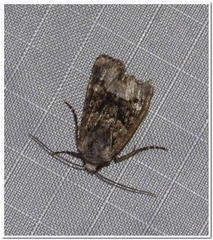 Lacinipolia olivacea