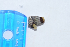 Echinolittorina interrupta