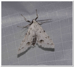 Acronicta vulpina