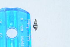 Lampanella minima