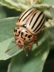 Leptinotarsa texana