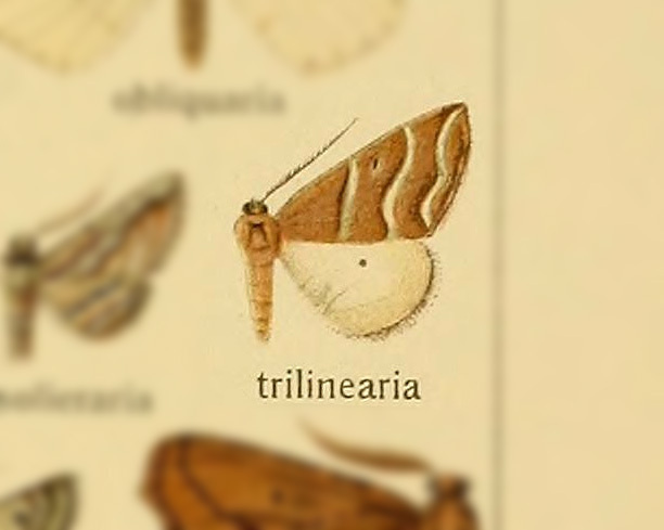 Aspitates trilinearia