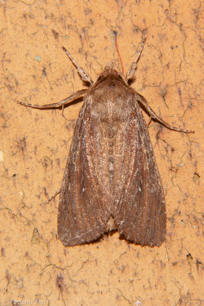 Ichneutica infensa